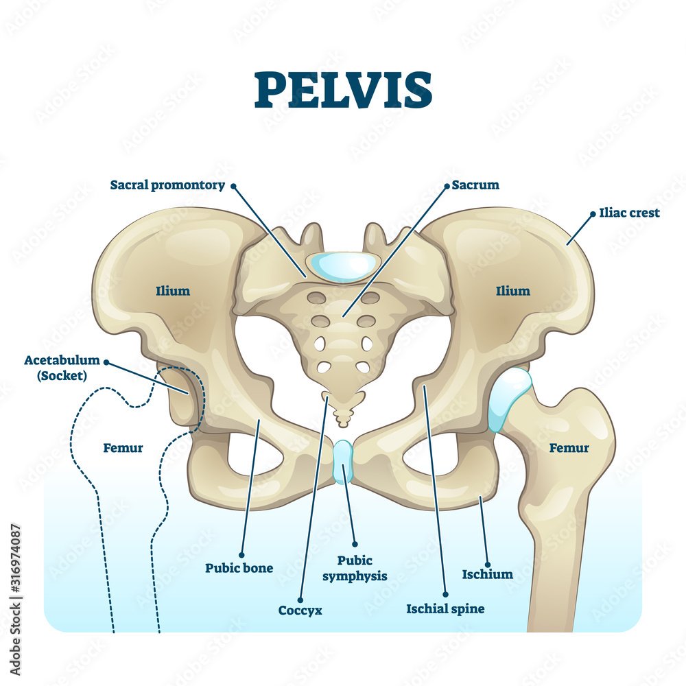 Sticker Pelvis anatomical skeleton structure. labeled vector illustration diagram