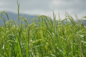 field of wheat