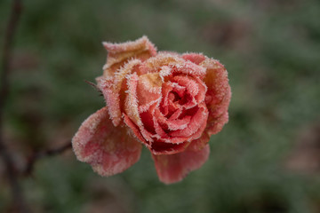 Deborah Erne Goldziitfotografie