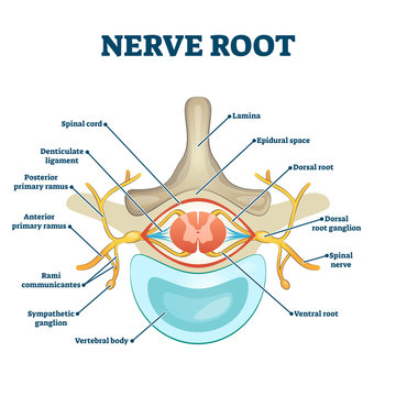 Nerve root anatomical structure labeled cross section