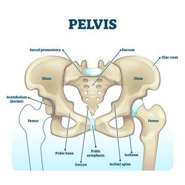 Pelvis anatomical skeleton structure. labeled vector illustration diagram