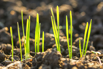 Closeup macro shot of green blades of grass growing from dark soil in spring