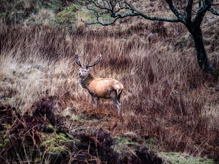 Deer