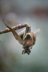 wonderful winterflowers