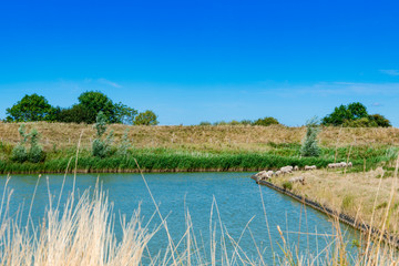 grazing sheep along water in Veere. The Netherlands 3