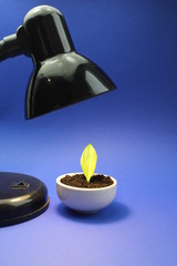 Green sprout stands under a lamp on a blue background
