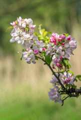 Vertical closeup of colorful budding apple blossom on a small twig of the apple tree. It is a sunny day in the Dutch spring season.