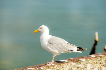 seagull close up on the seashore