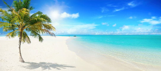 Beautiful palm tree on empty tropical island beach on background  blue sky with white clouds and...
