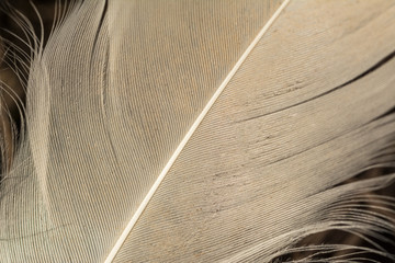 Closeup macro shot of beautiful white swan feather