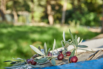 ripe violet olives with leaves on the wooden background