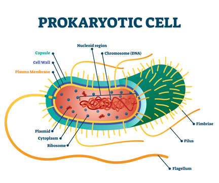 Prokaryotic cell structure diagram, vector illustration cross section labeled scheme