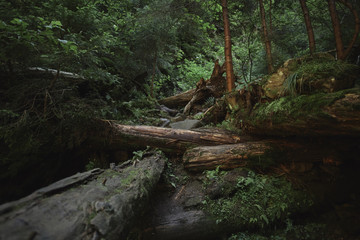Fairy view of the wild green misterious forest