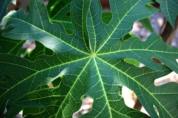 green leaf background