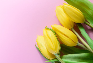 flower arrangement, yellow tulips on a pink background