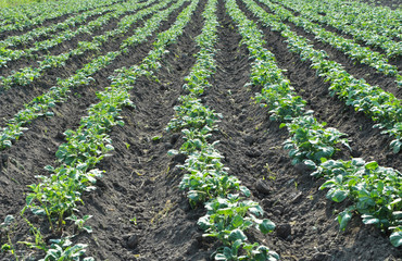 Fototapeta na wymiar Potatoes are grown in the field