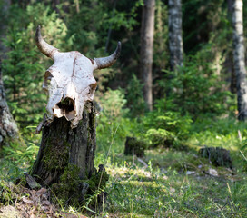 Fototapeta na wymiar White skull of a horned animal on a tree stump against the background of the summer forest