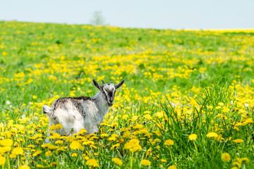 Goat grazing on a meadow with yellow dandelions. Pet walks on the lawn among spring flowers