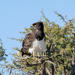 Black-chested Snake Eagle