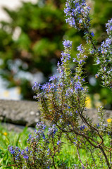 resh Rosemary Herb grow outdoor. Rosemary leaves Close-up.