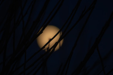 Full moon and branches on the dark sky background