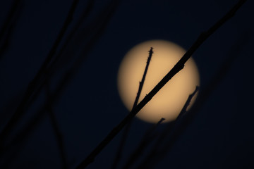 Full moon and branches on the dark sky background