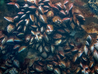 mussels on the rock in the sea