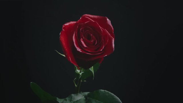 Single fresh red rose against black background.