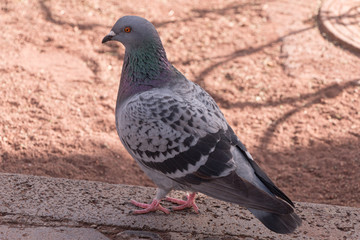 pigeon