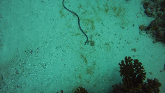 black and blue striped snake hunting under water on a sandy bottom
