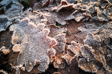 Close up of frost on oak leaves on the ground in winter in a forest, frosty leaves