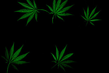Fototapeta na wymiar cannabis 4