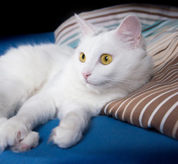 Сlose up of a charming white cat with yellow amber eyes lying on a striped color bedspread on blue and black background.  Home favorite pet