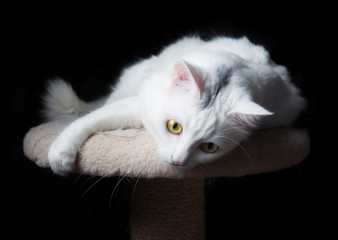 White domestic cat with yellow eyes lying on a soft plush stand on black background. Favorite pet