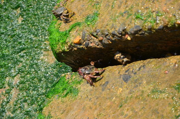 Indian sea Crabs