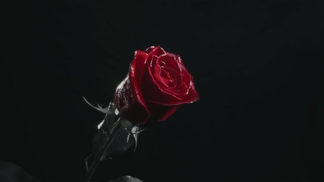 Close up of red rose flower on black background