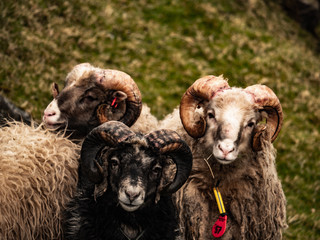 Faroe Islands Sheep 1/4
