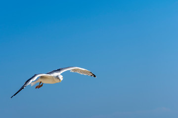 Fototapeta na wymiar Seagull, flying over blue sky with clouds