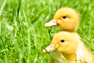 Two little cute ducklings sitting in the grass