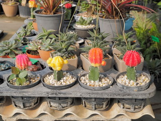 view of Moon Cactus (Gymnocalycium mihanovichii) in flower pot.