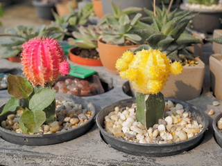 Fototapeta premium view of Moon Cactus (Gymnocalycium mihanovichii) in flower pot.