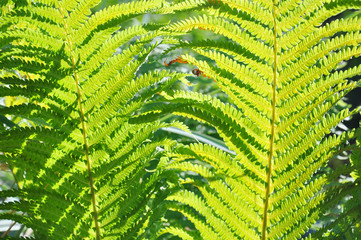 Beautiful light green leaves of tropical plants shining from bright sunlight
