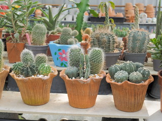 view of many species Cactus in three flower pots, golden barrel, Peyote and opuntia rufida.