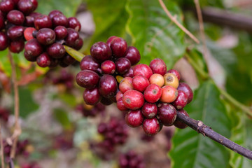 Coffee beans ripening, fresh coffee beans on coffee tree
