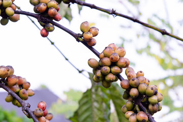 Coffee beans ripening, fresh coffee beans on coffee tree