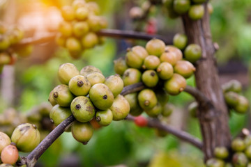 Coffee beans ripening, fresh coffee beans on coffee tree