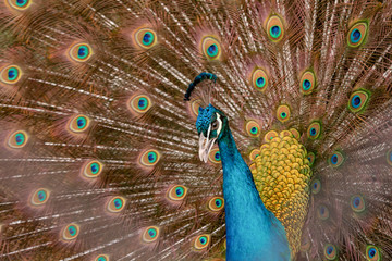 Obraz premium Peacock to spread his tail, showing its feathers. Close up portrait of peacock