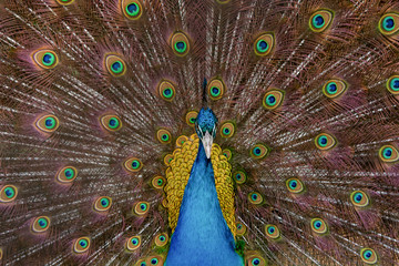 Fototapeta premium Peacock to spread his tail, showing its feathers. Close up portrait of peacock