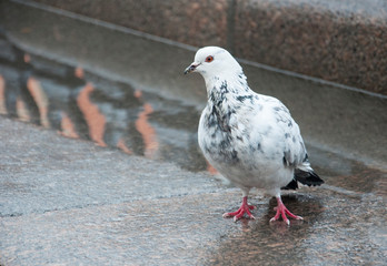 Beautiful pigeon with white-haired plumage on the granite embankment