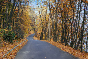 Obraz premium The winding road in the autumn park with the roadsides strewed with fallen leaves